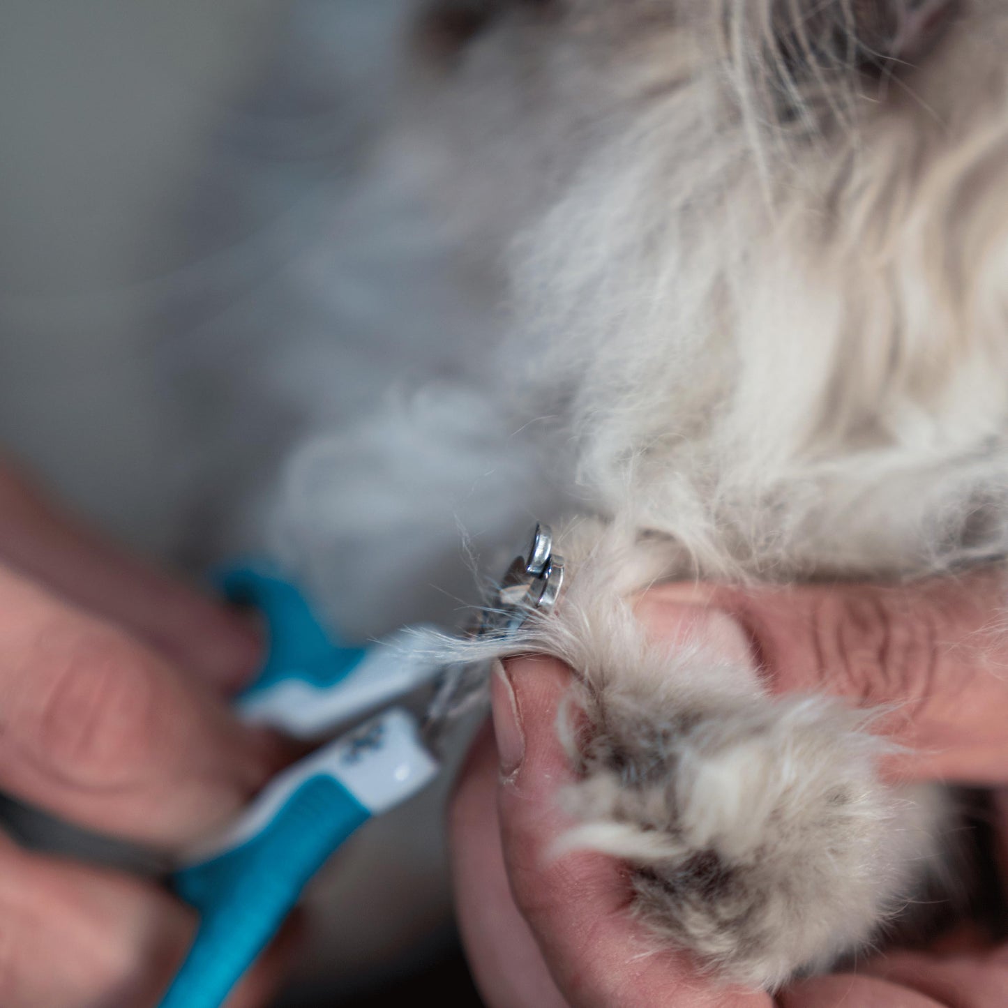 Mr. Pen Cat Nail Clipper – Precision, Sharp, Easy-to-Use Pet Nail Trimmers for Cats and Kittens, Safe and Comfortable Grooming Kit