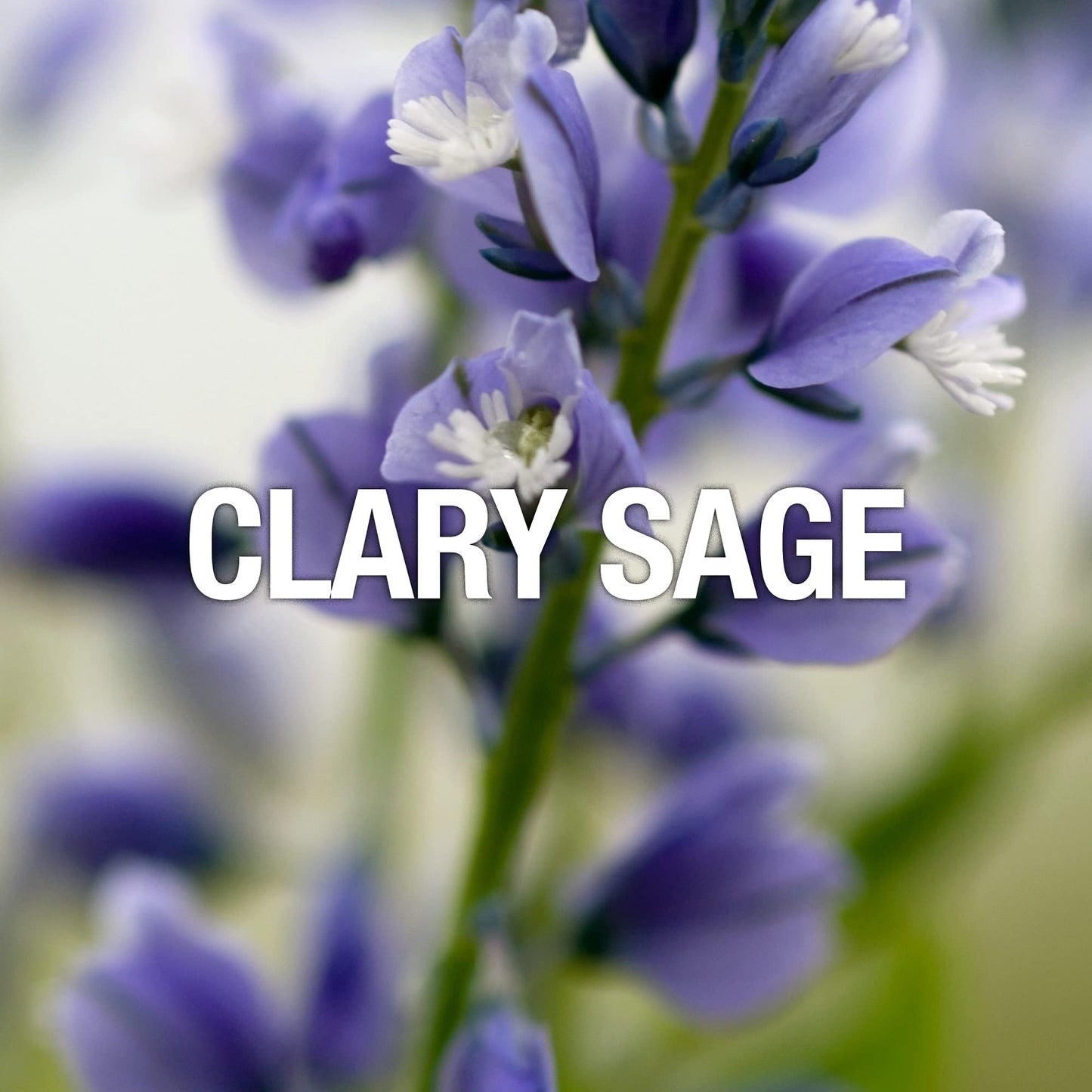 Curve Sport Men's Cologne Spray, Day or Night Fragrance Scent, 4.2 fl oz