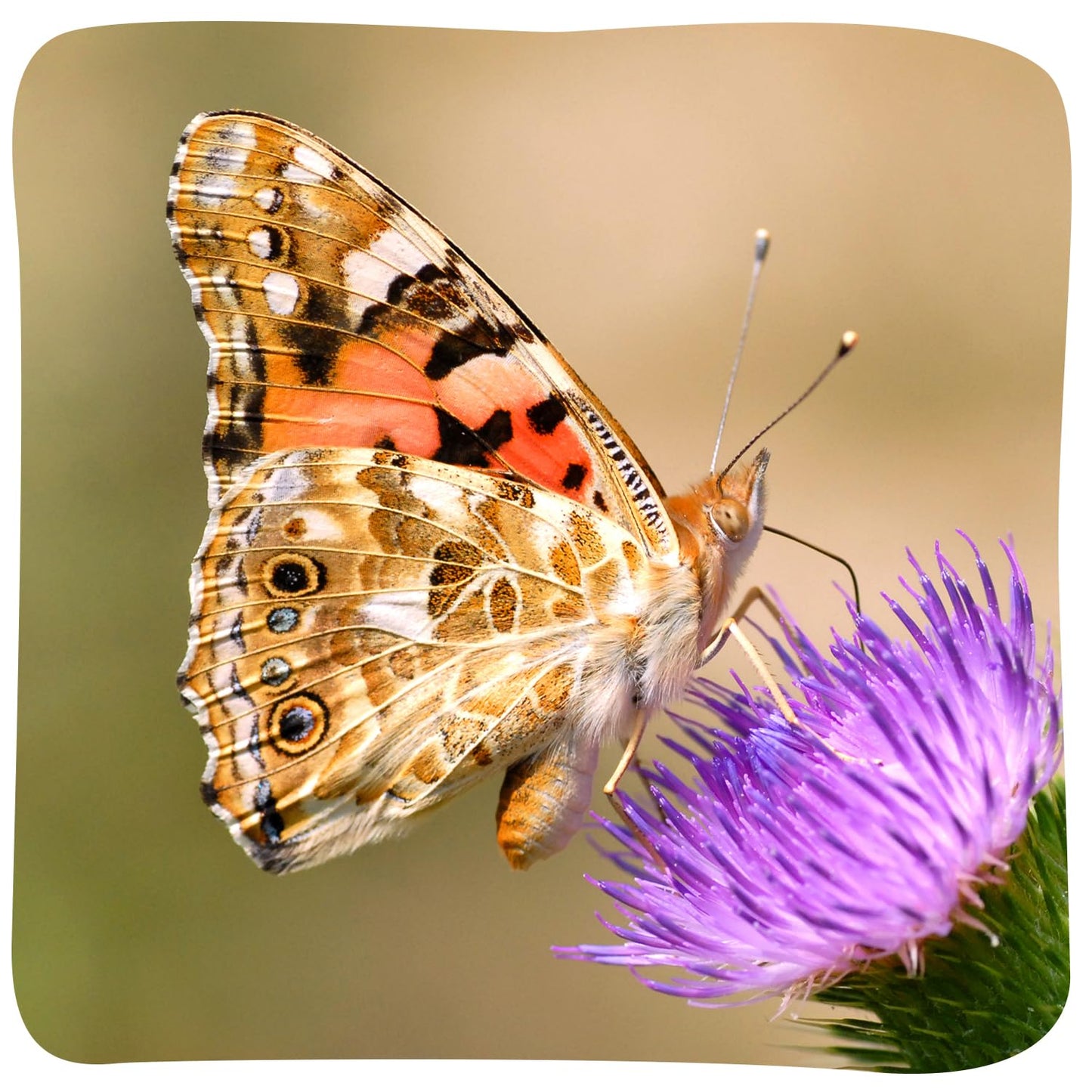 Insect Lore Butterfly Garden Kit – STEM Live Butterfly Growing Habitat with Caterpillars & Voucher, Educational Kit for Kids, Classrooms & Homeschool
