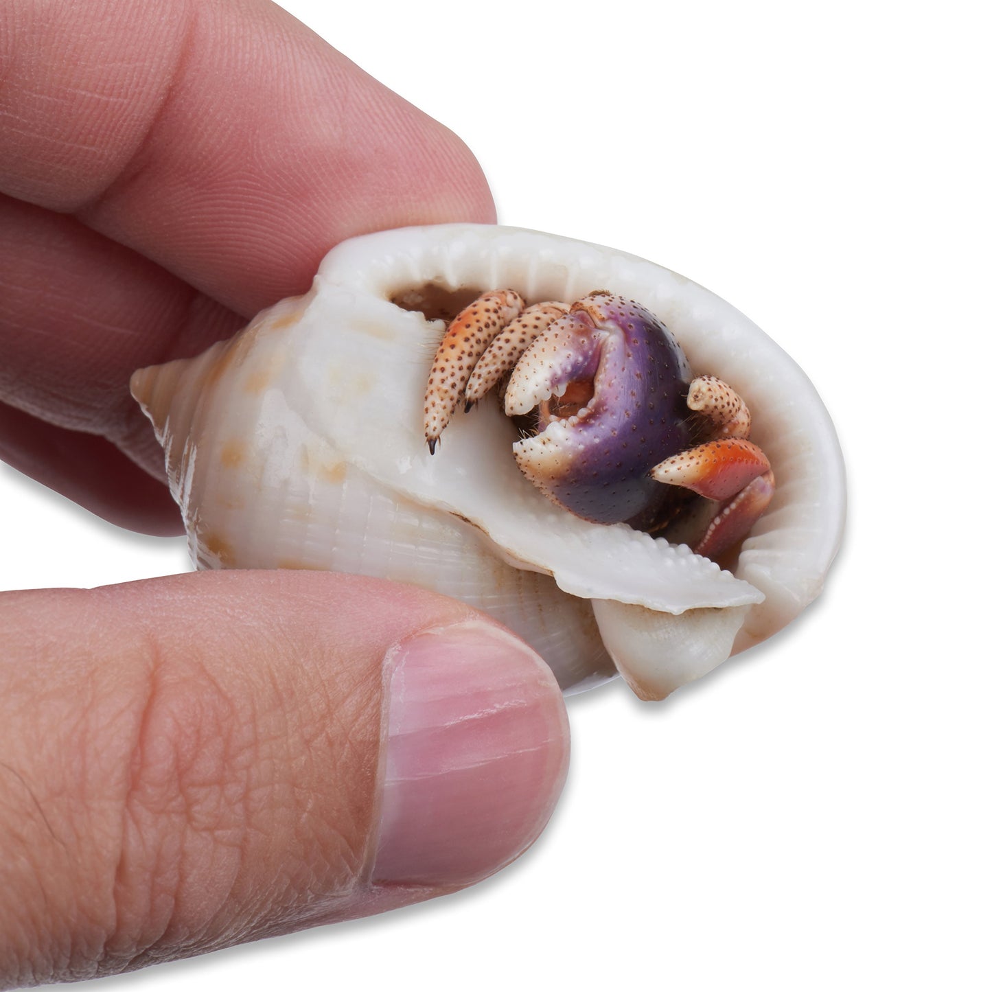 Live Hermit Crab Complete Starter Kit - Includes 2 Live Crabs - All-in-One Kit with Terrarium, Food, Coconut Fiber, and More - Bundle