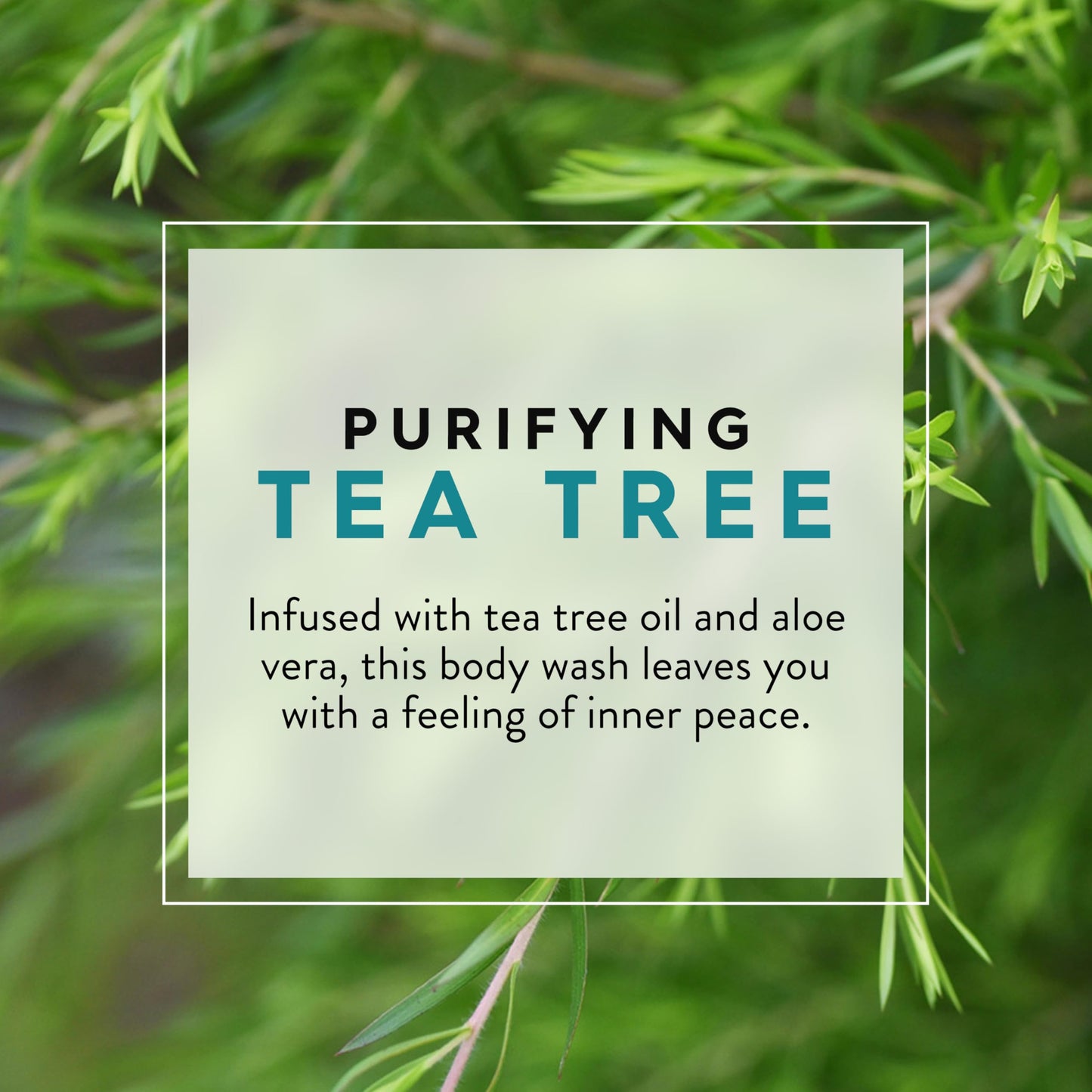 Jason Body Wash Tea Tree,1.87 Pound (Pack of 2) Beauty & Personal Care JASON