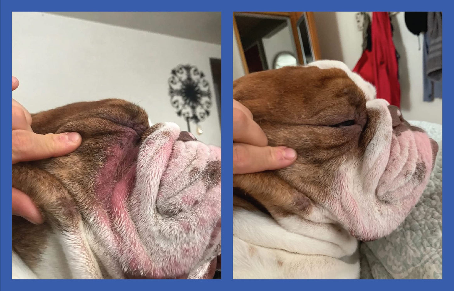 Squishface Wrinkle Paste – 2 Oz Cream for Bulldogs, Pugs & French Bulldogs – Cleans Wrinkles, Tail Pockets, Paws & Removes Tear Stains, Anti-Itch