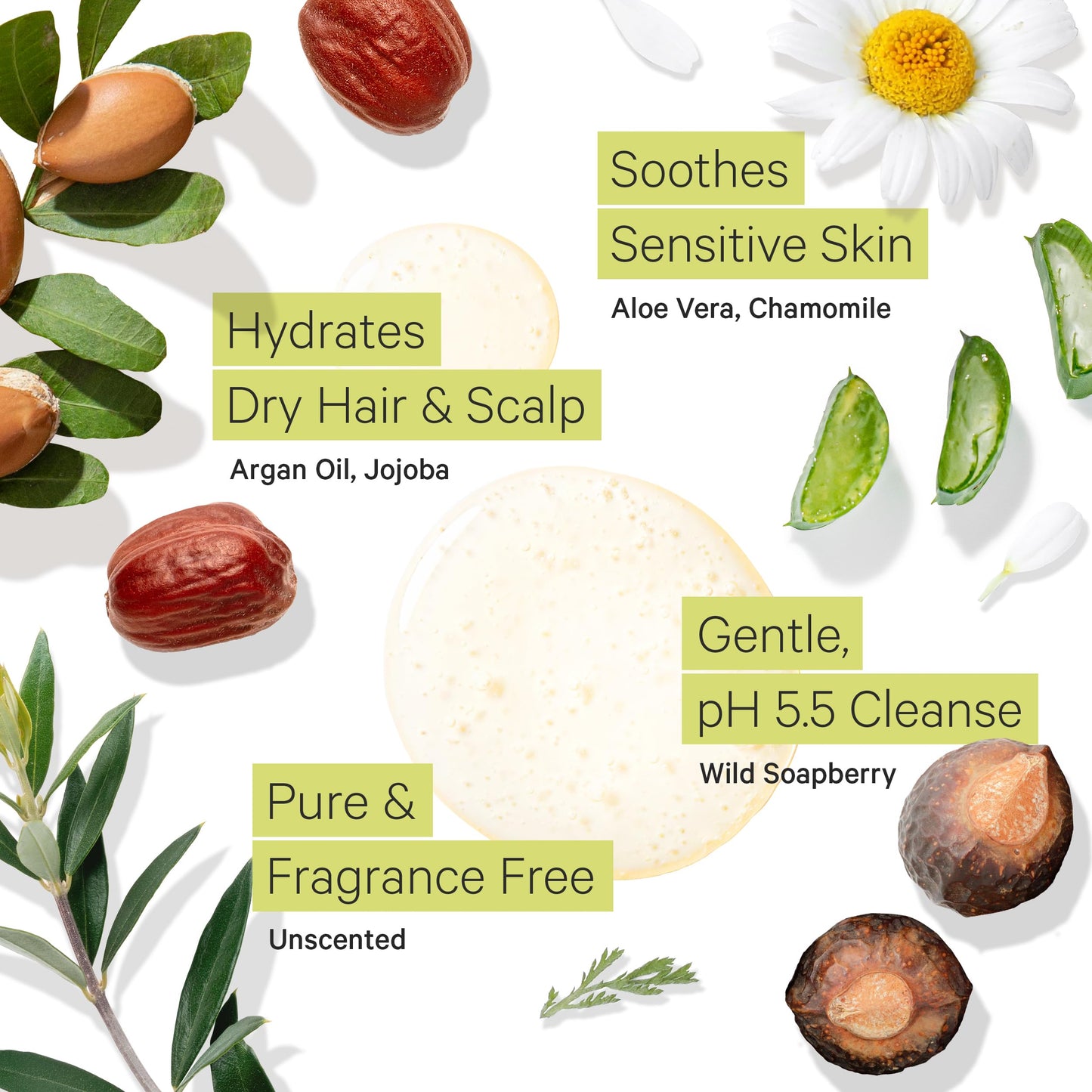 Tree to Tub Fragrance Free Shampoo for Dry & Sensitive Scalp - Gentle Unscented Hydrating Hair Shampoo for Women & Men, Moisturizing Sulfate Free