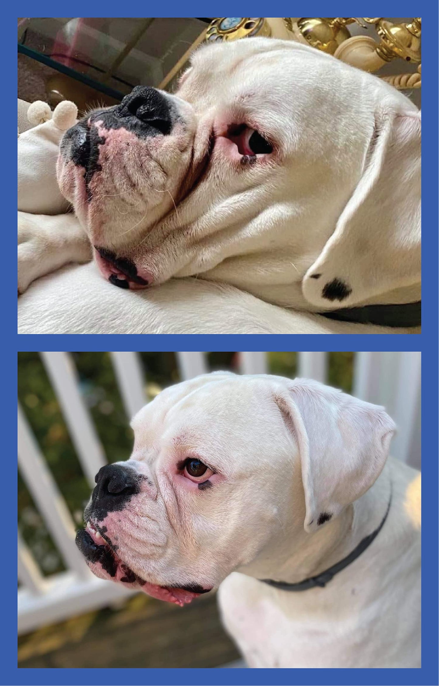 Squishface Wrinkle Paste – 2 Oz Cream for Bulldogs, Pugs & French Bulldogs – Cleans Wrinkles, Tail Pockets, Paws & Removes Tear Stains, Anti-Itch
