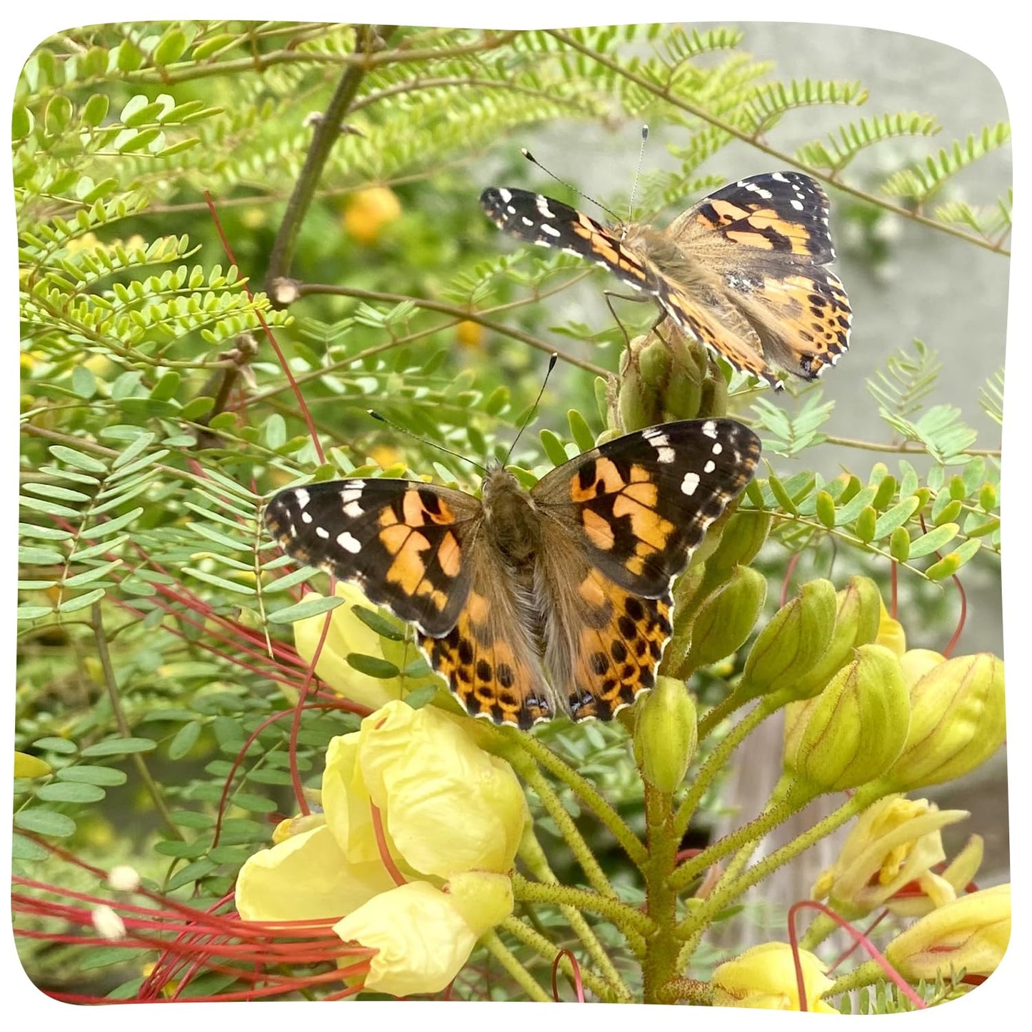 Insect Lore Giant Butterfly Garden – 18" Habitat with Life Cycle Figurines & Voucher to Redeem 5 Baby Caterpillars, Raise Painted Lady Butterflies