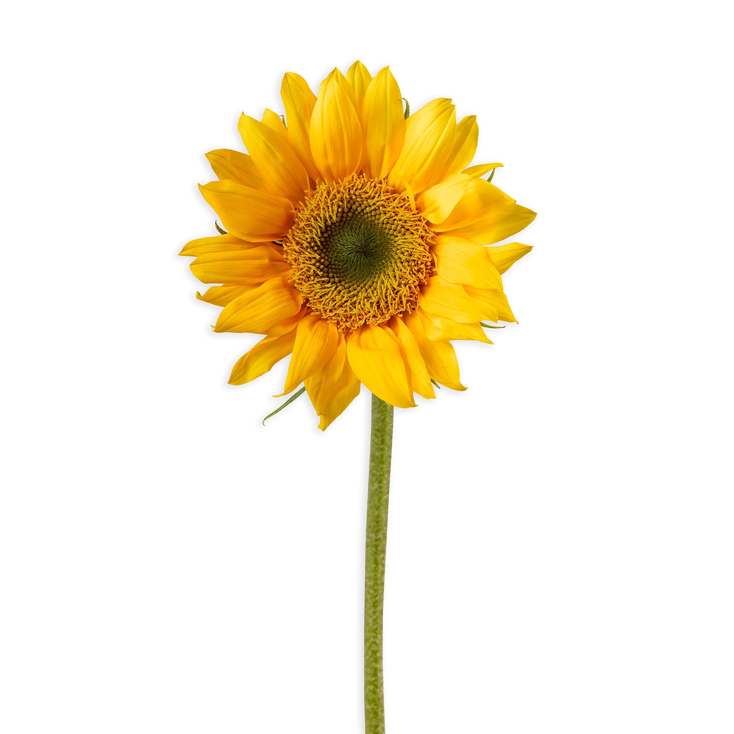 Creativity for Kids Sunflower Garden - Sunflower Kit for Girls and Boys (Ages 6+)