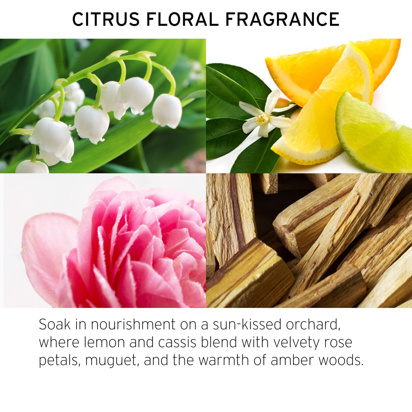 Fekkai Technician Color Flash Mask - 5 oz - Delivers Vibrancy & Hydration - Free of Sulfates, Parabens, Phthalates - Vegan, Cruelty-Free