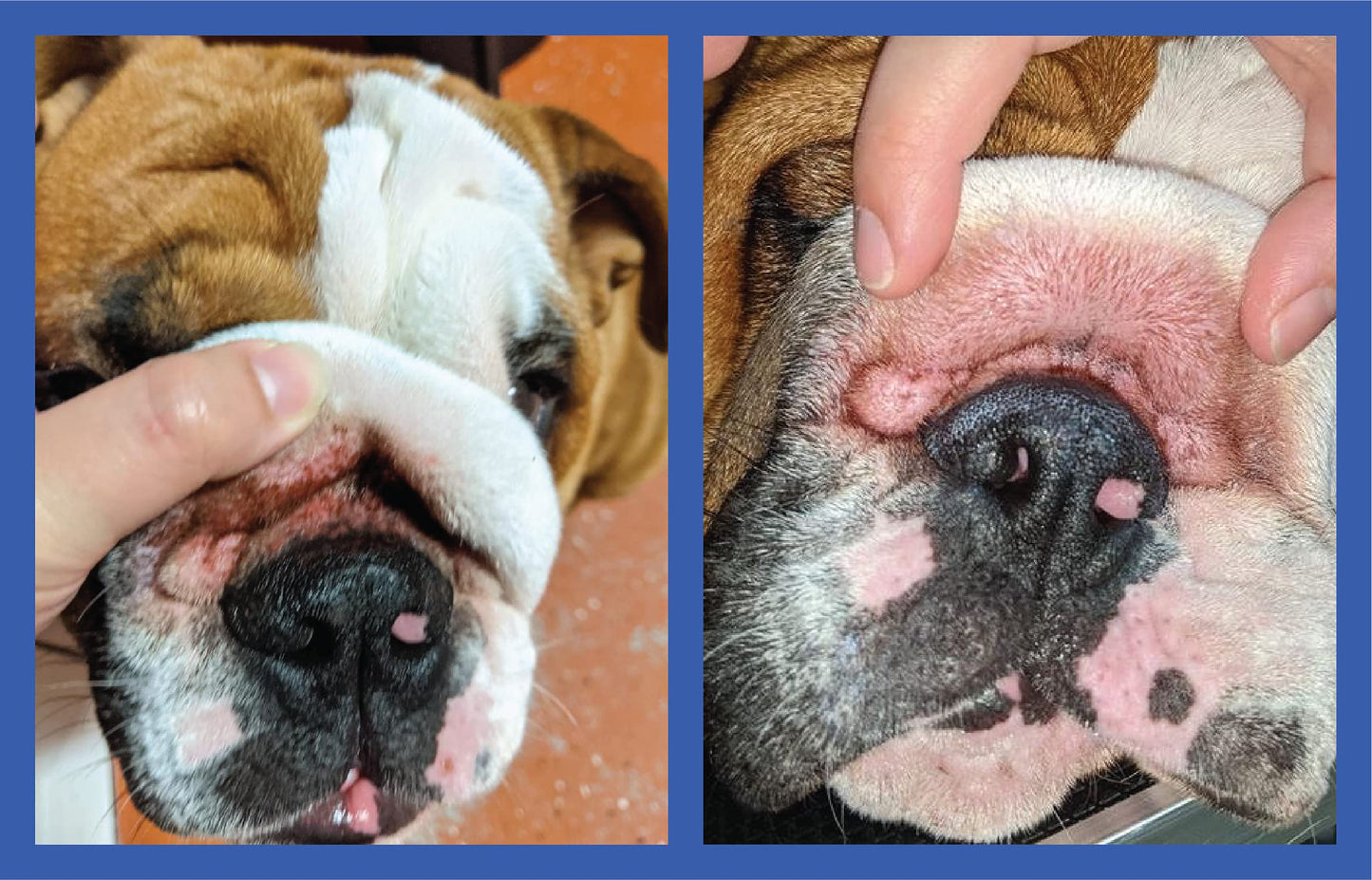 Squishface Wrinkle Paste – 2 Oz Cream for Bulldogs, Pugs & French Bulldogs – Cleans Wrinkles, Tail Pockets, Paws & Removes Tear Stains, Anti-Itch