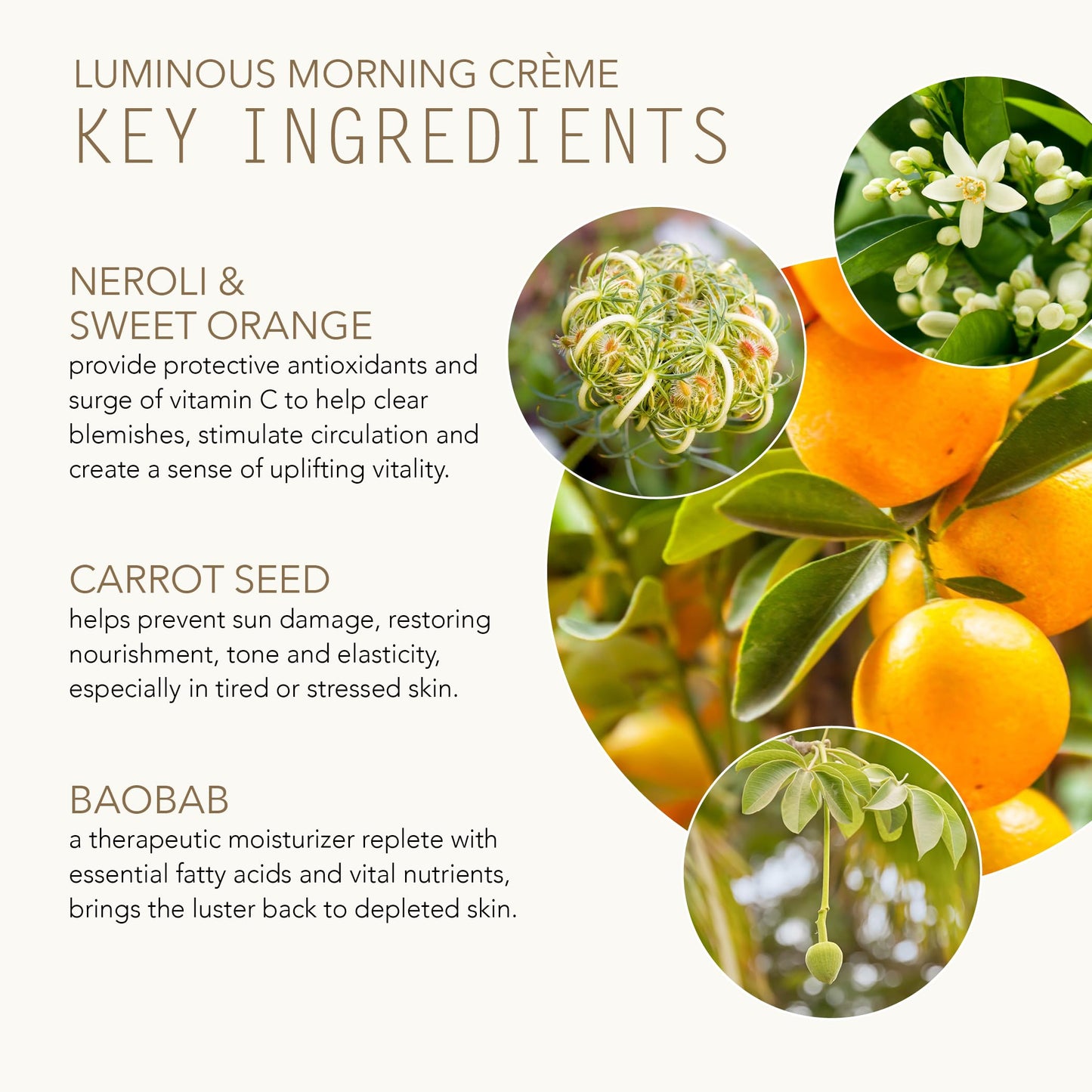 TAMMY FENDER - Natural Luminous Morning Creme | Clean, Non-Toxic, Plant-Based Skincare (2.3 oz | 65 g)