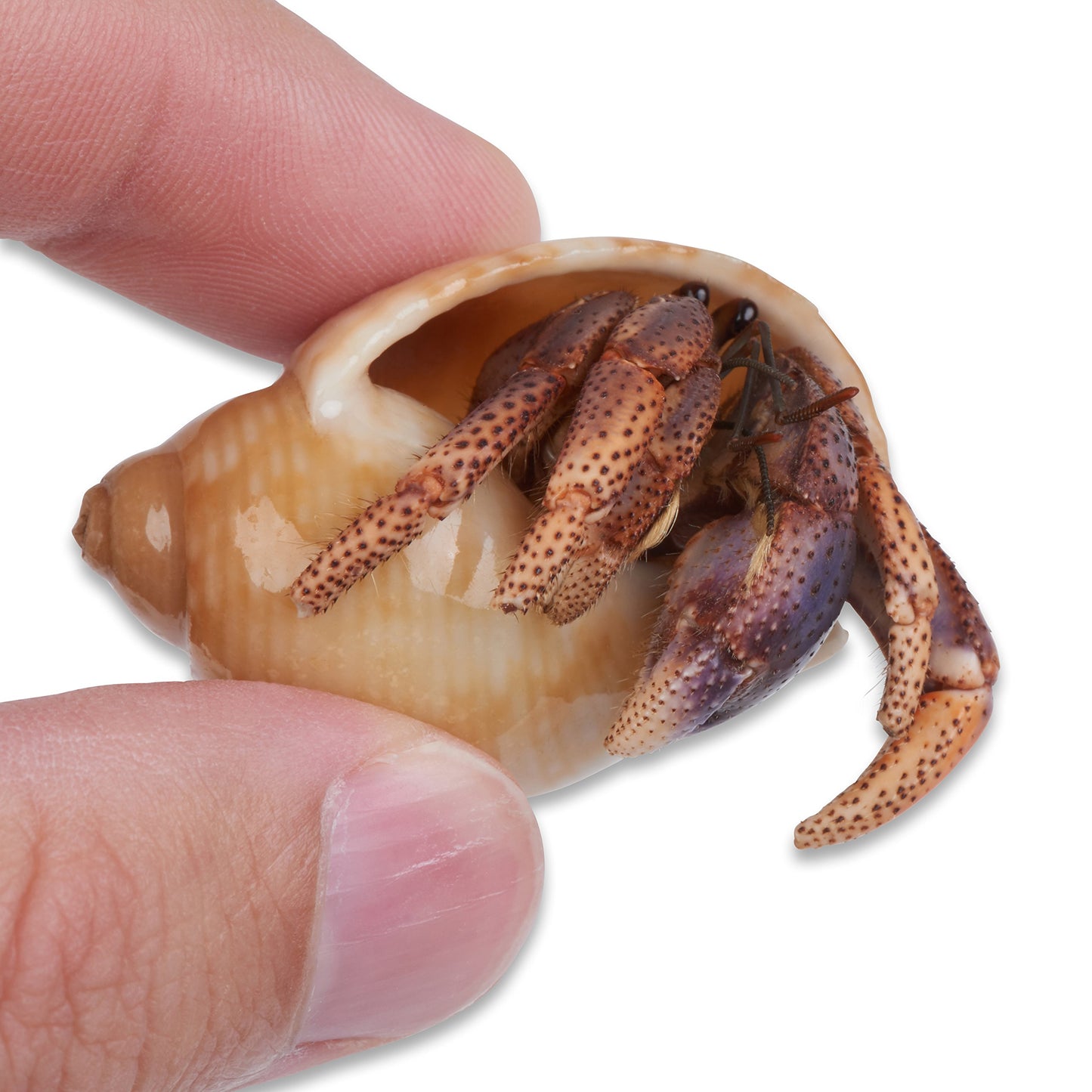 Live Hermit Crab Complete Starter Kit - Includes 2 Live Crabs - All-in-One Kit with Terrarium, Food, Coconut Fiber, and More - Bundle