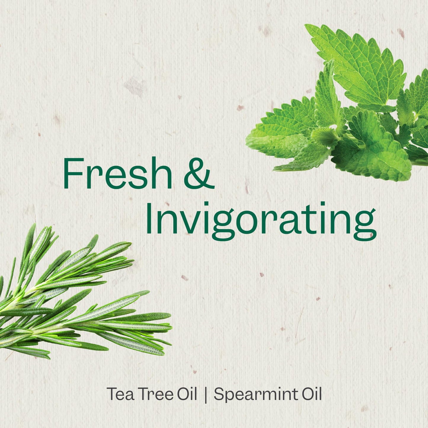 Renpure Tea Tree & Mint Body Wash - Cleanses, Invigorates & Refreshes Skin Without Over-Drying - For All Skin Types - Tea Tree Leaf Oil, Spearmint