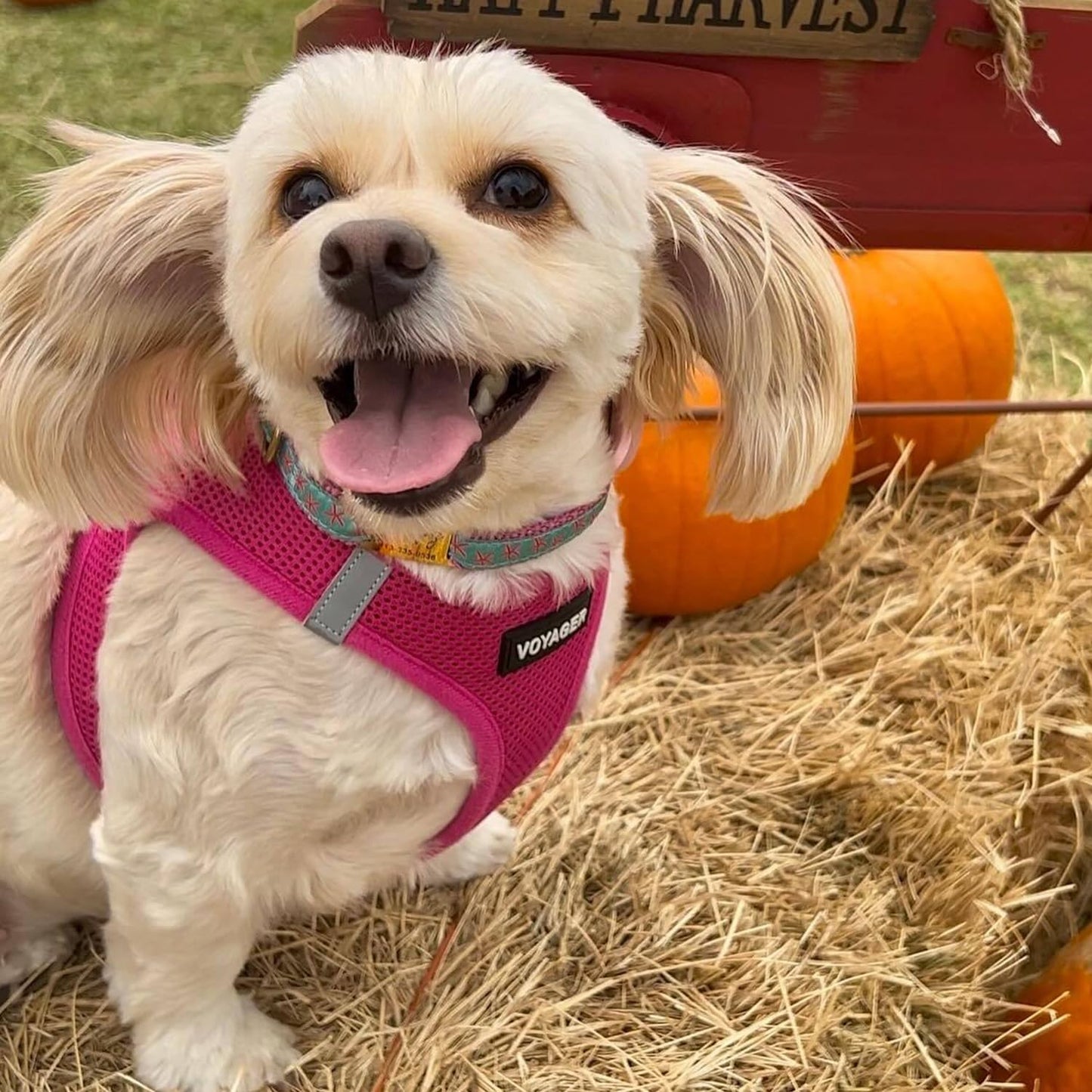 Best Pet Supplies Voyager Step-in Air Dog Harness - All Weather Mesh, Reflective No-Pull for Small/Medium Dogs & Cats - Secure Buckle, D-Rings - Fuchsia S
