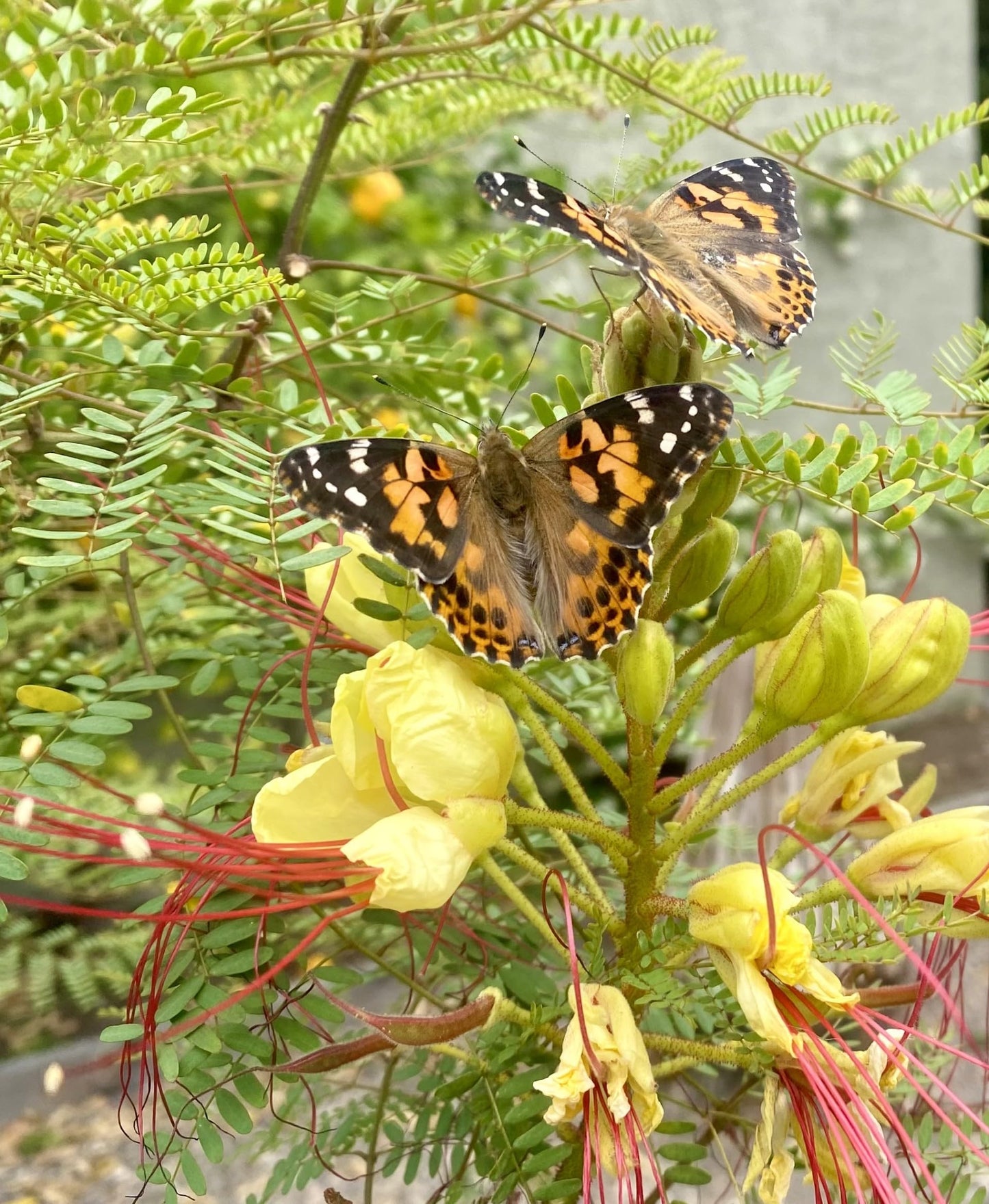 Insect Lore Bug Camp Bundle – Live Butterfly, Ladybug & Ant Kits with Caterpillars, Larvae, Ants & Bonus Life Cycle Figurines