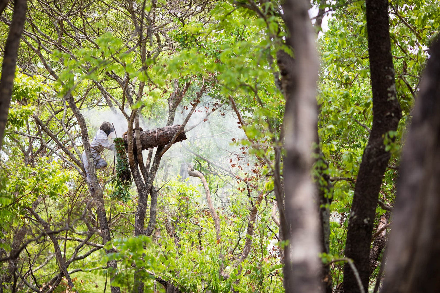 ZAMBEEZI Organic, Fair Trade Beeswax Lip Balm - Lemongrass 3 Pack - Ethically Sourced