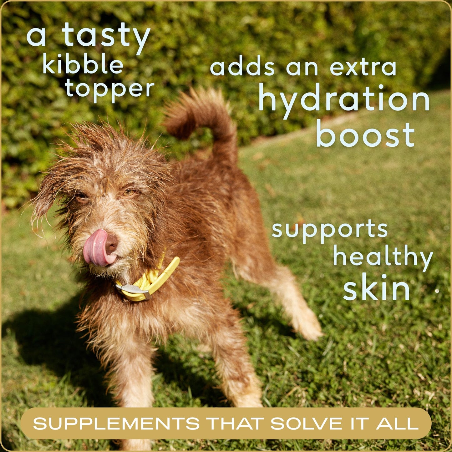 Native Pet Bone Broth for Dogs - Real Beef Broth Dog Food Toppers, Hydration & Nutrition for Joints, Immunity & Heart Health - 48 Scoops