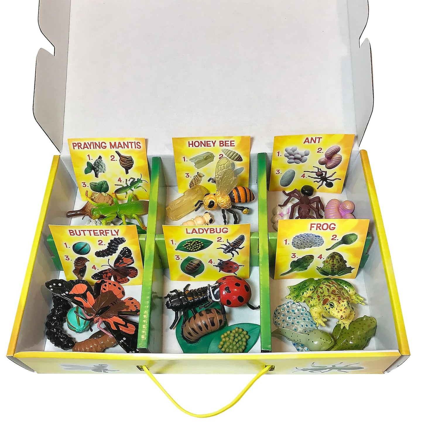 Insect Lore's Life Cycle Figurines 24 Pc Set | Butterfly, Ladybug, Frog, Honey Bee, Ant and Praying Mantis | 4 Stages Per Insect, 24 Figurines Total