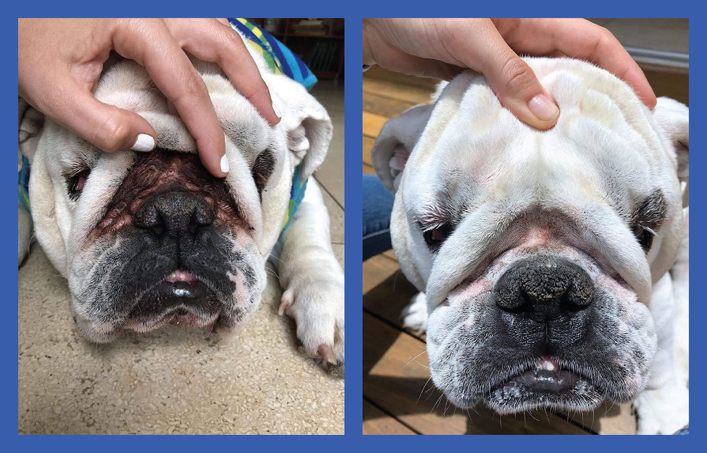 Squishface Wrinkle Paste – 2 Oz Cream for Bulldogs, Pugs & French Bulldogs – Cleans Wrinkles, Tail Pockets, Paws & Removes Tear Stains, Anti-Itch