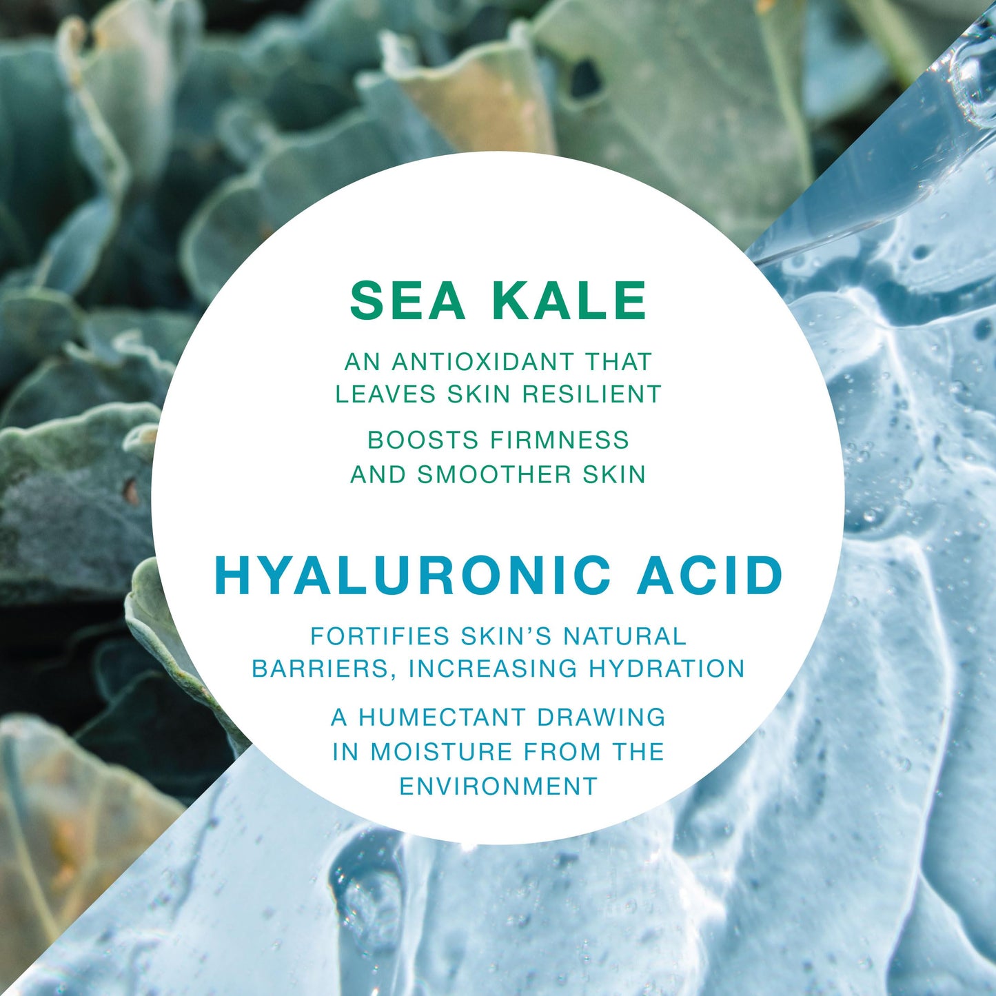 Rejuvenating Skin Serum with Sea Kale & Hyaluronic Acid - Hydrating & Calming Complex for Smooth, Radiant Skin - 2 fl oz