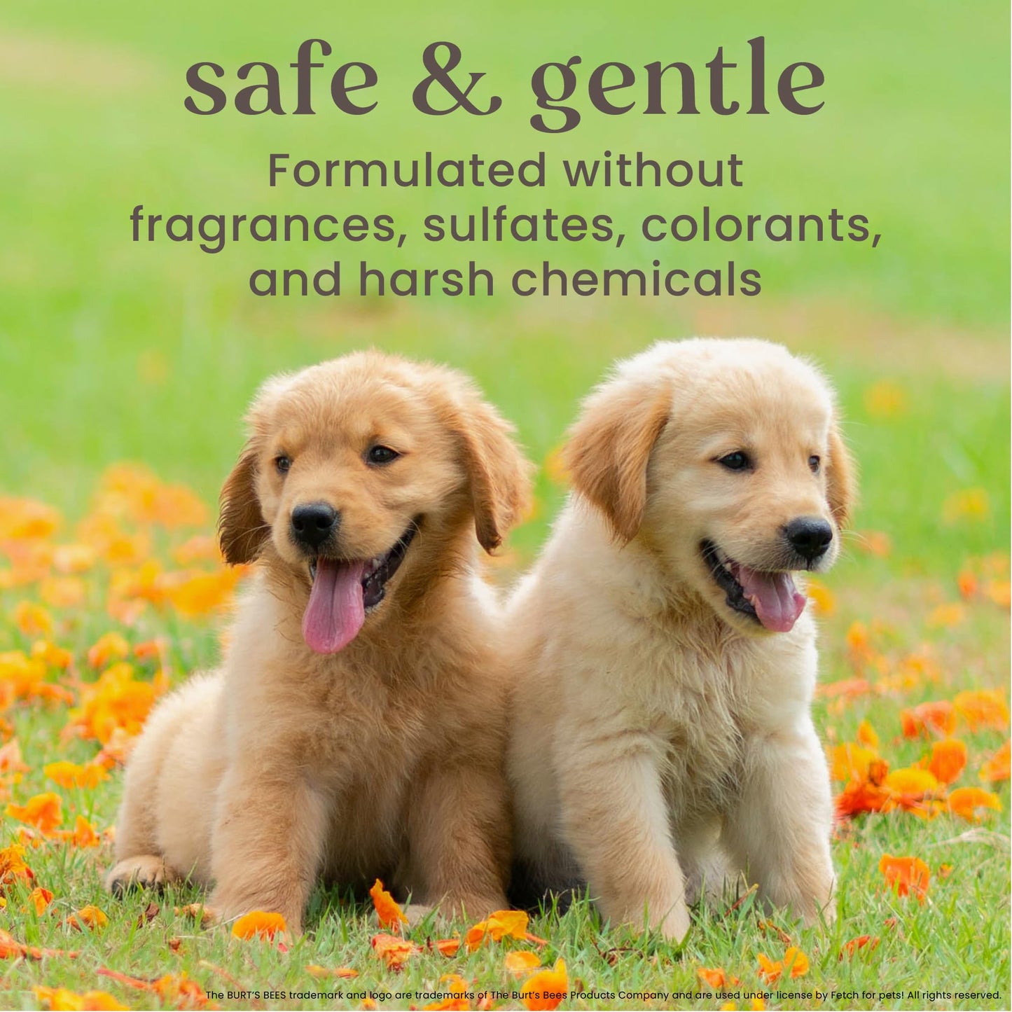Burt's Bees Tearless Puppy Shampoo & Conditioner – 2-in-1 Gentle Formula with Buttermilk & Linseed Oil – 16oz, 95% Natural Origin