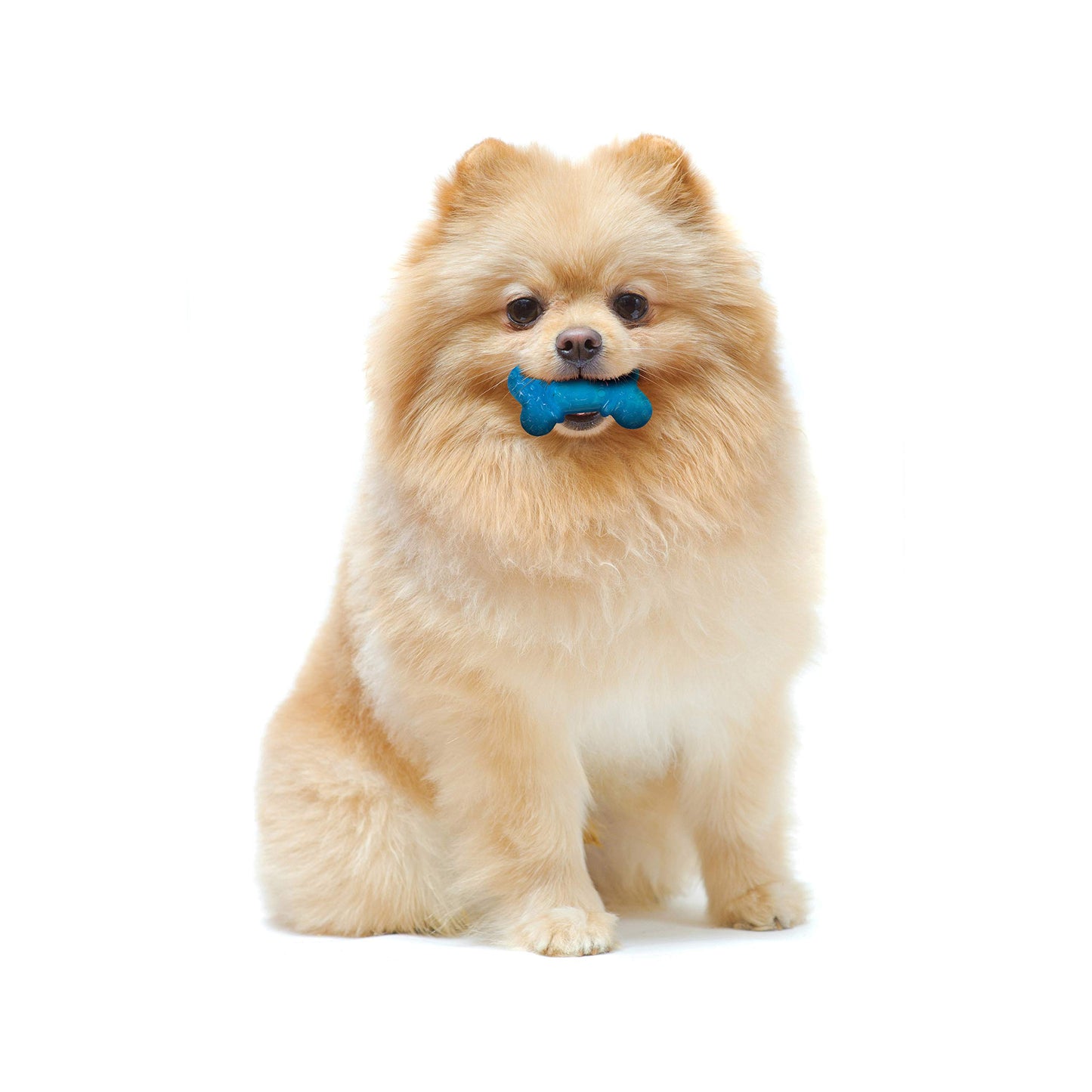 Nylabone Moderate Flexi Chew Bones – Peanut Butter & Bacon Flavor, XX-Small/Tiny Dogs, 2 Count