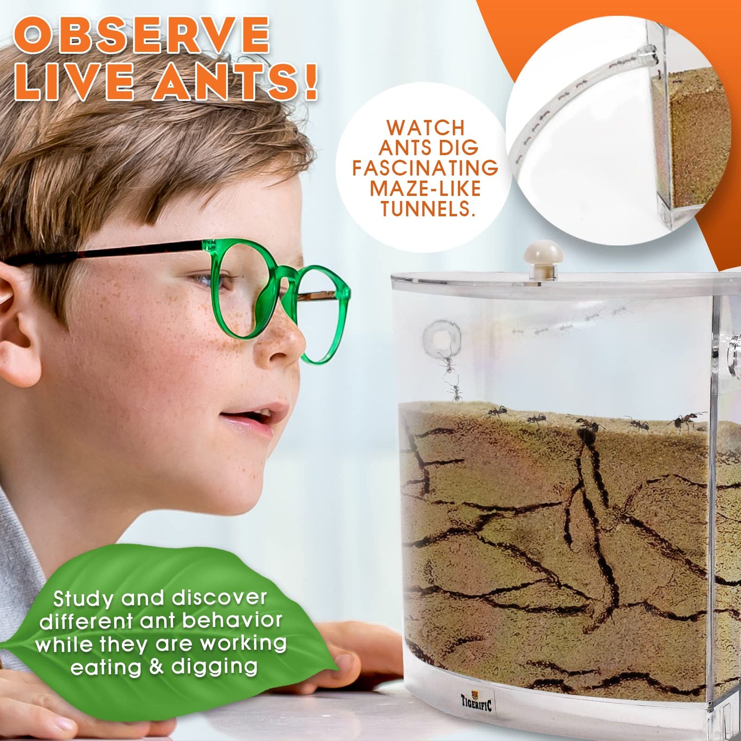 Tigerific Ant Farm – Live Ant Colony Kit with Real Sand, Fun Science Habitat for Kids, Watch Ants Dig Tunnels, Carry Food & Explore