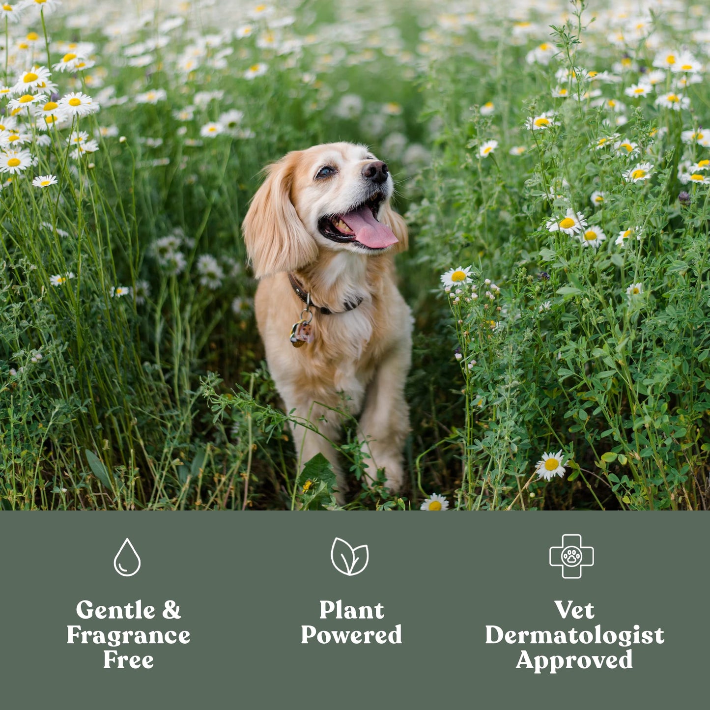 Dandylion Clean Paws No-Rinse Dog Paw Cleaner – Gentle, Fragrance-Free Foaming Wash with Silicone Brush, pH Balanced, Safe for All Dogs, 5 fl oz