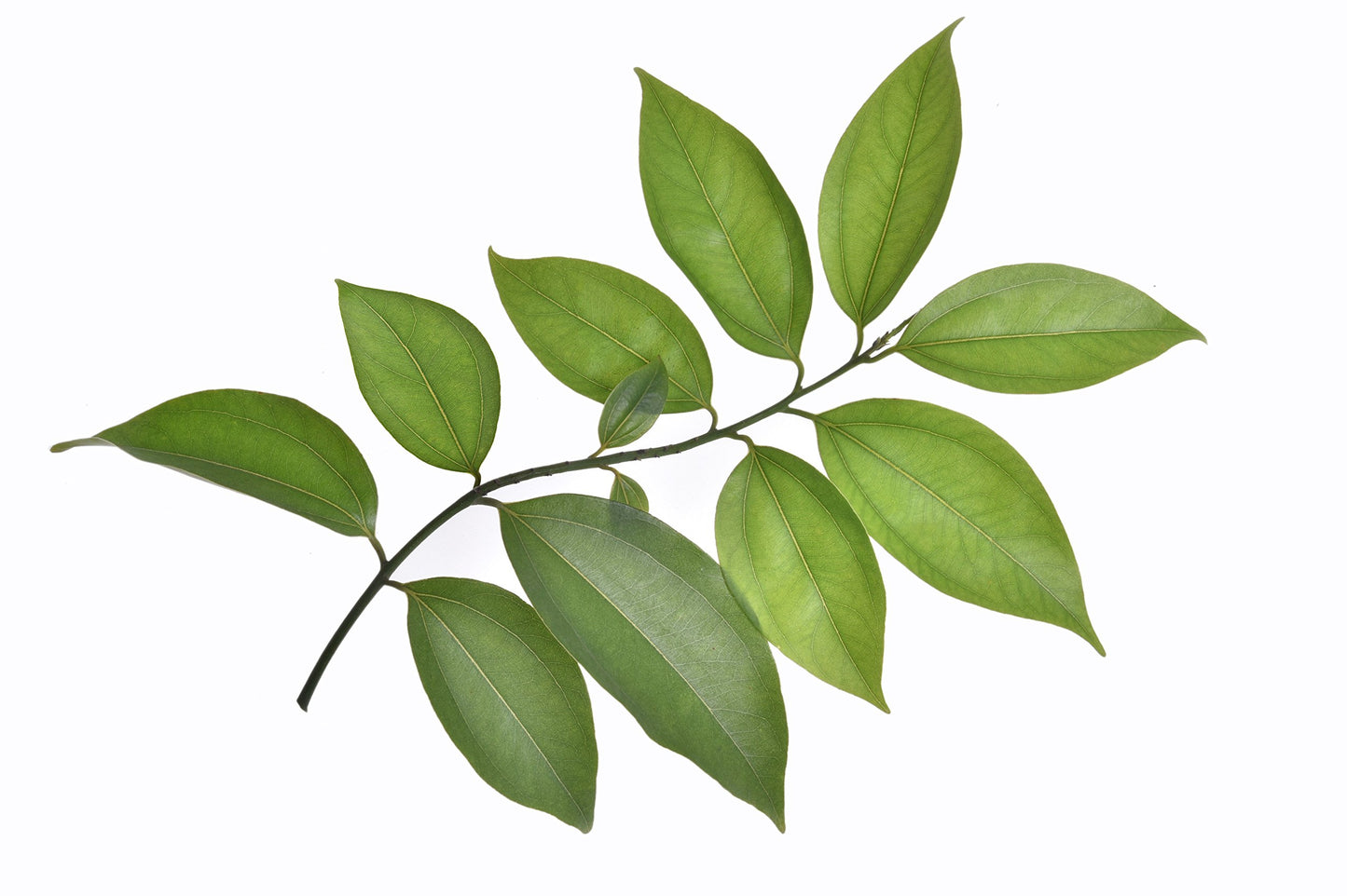 US Organic 100% Pure Cinnamon Leaf Essential Oil - USDA Certified Organic, Steam Distilled - W/Euro Dropper (More Size Variations Available) (10 ml