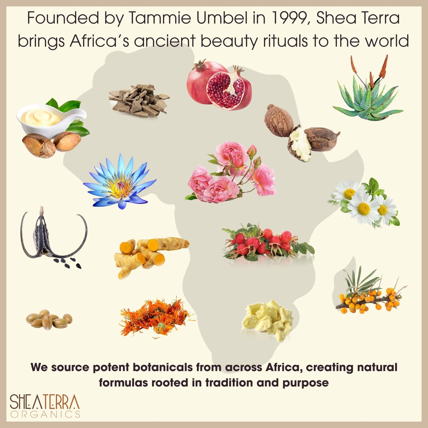 Shea Terra Egyptian Calendula Cold-Pressed Extra Virgin Oil, All Natural & Organic Oil Packed with Skin-Calming and Purifying Properties to Soothe