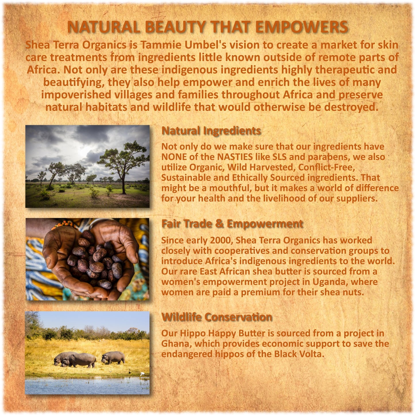Shea Terra Egyptian Black Seed Cold Pressed Extra Virgin Oil, All Natural Oil to Support Immune System, Encourage Hair Growth & Skin Tone, Assist in