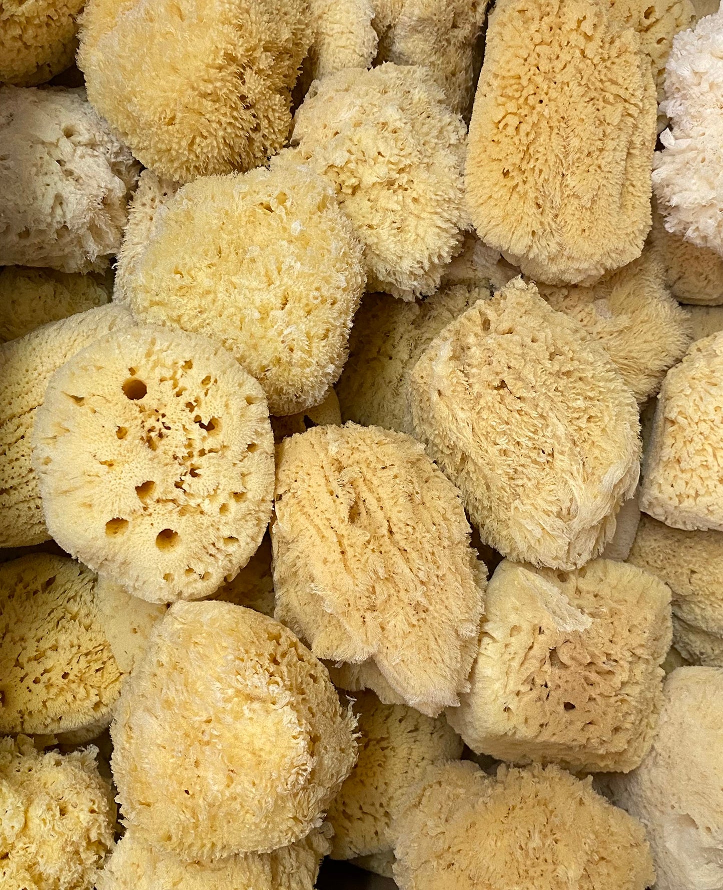 Awesome Aquatic Natural Sea Sponge Amazing Natural Renewable Resource Creating The in Home Perfect Bath and Shower Experience Artist Sponge (Yellow