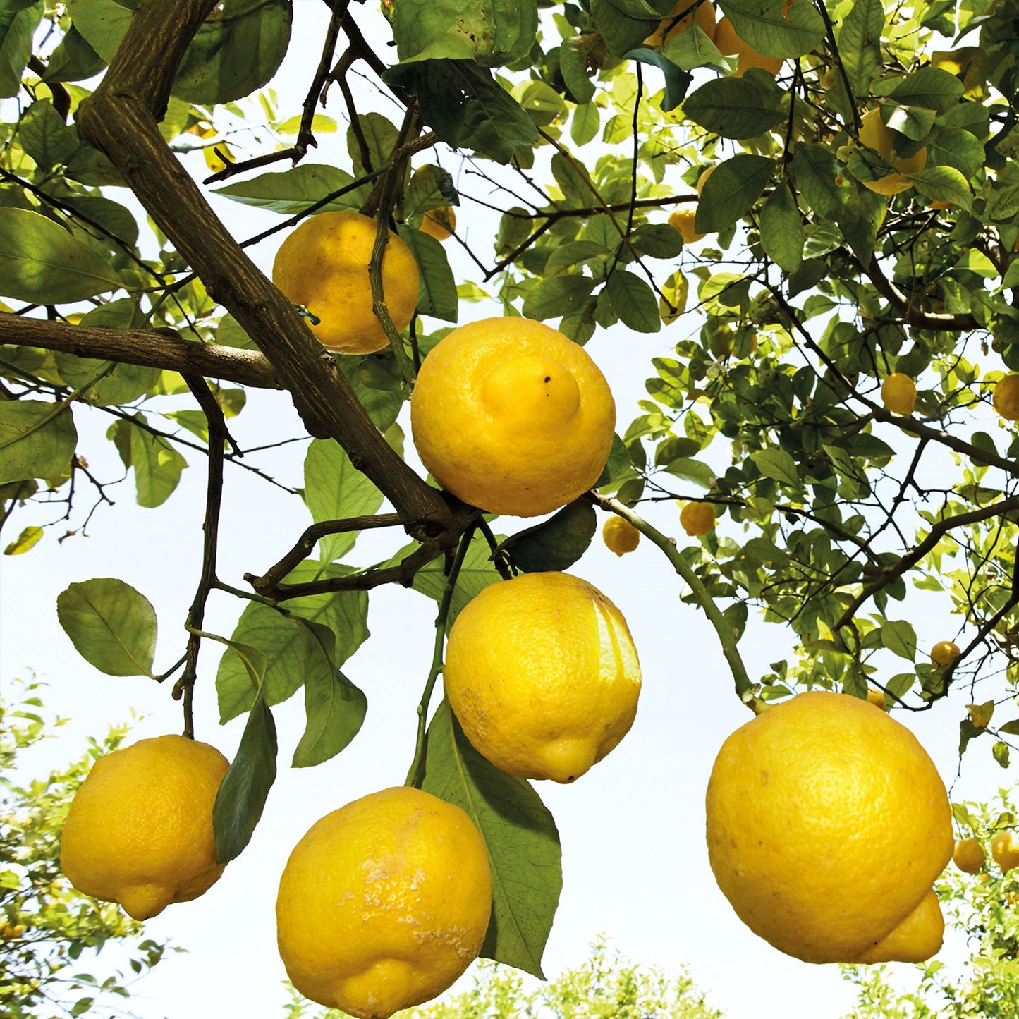 Weleda Refreshing Citrus Body Wash, 6.8 Fluid Ounce, Gentle Plant Rich Cleanser with Lemon Peel and Sesame Seed Oils